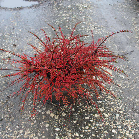 Cotoneaster horizontalis