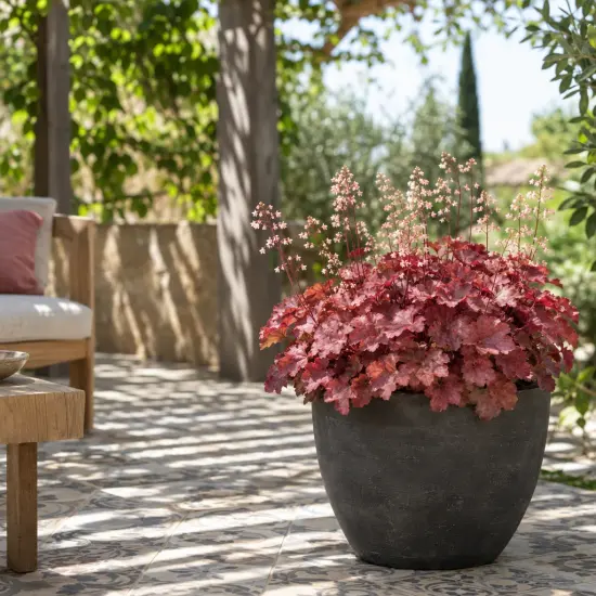Heuchère 'Eternal fire' (Heuchera) — plante en pot sur terrasse ombragée