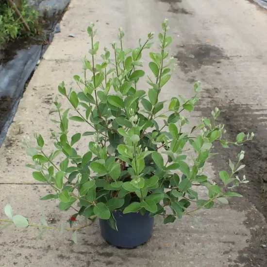 Feijoa 'Mammoth' (Feijoa sellowiana) — Pot 7.5L