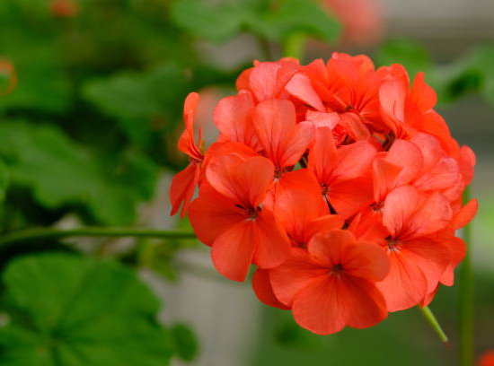 Geranium zonale
