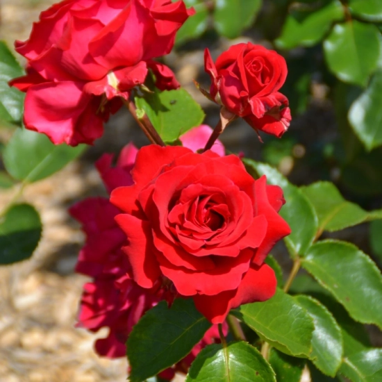 Rosier 'La marseillaise'