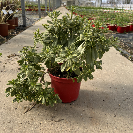 Pittosporum de chine 'Neige du ventoux'