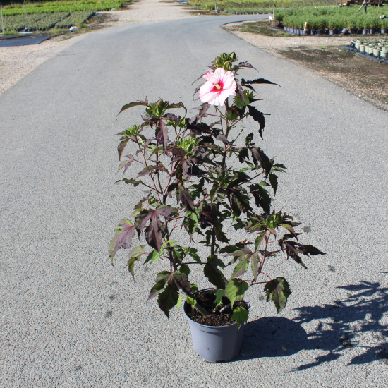 Hibiscus des marais 'Pink candy'