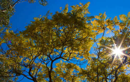 Févier d'amérique sans épines 'Sunburst'