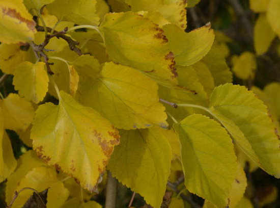 Hêtre commun 'Zlatia'