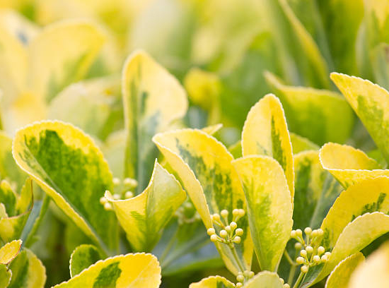 Fusain du japon 'Aureomarginatus'