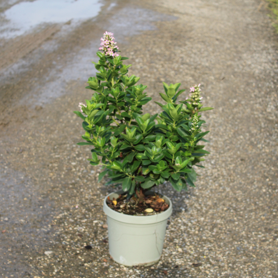 Escallonia 'Pink elle'