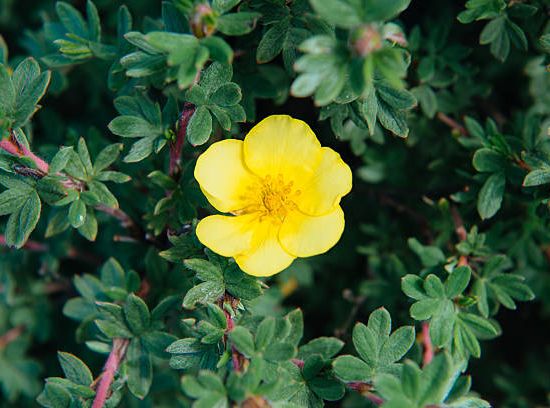 Potentille 'Cultivar'