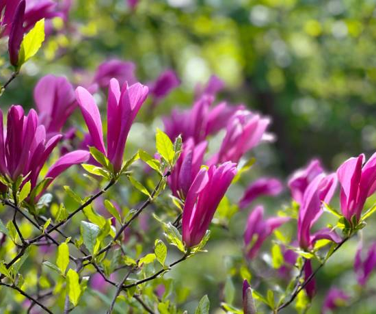 Magnolia 'Susan'