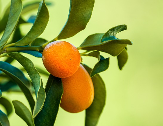 Kumquat
