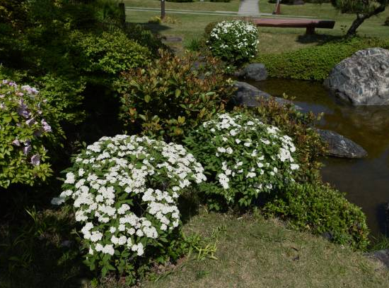 Viorne de chine 'Watanabe'