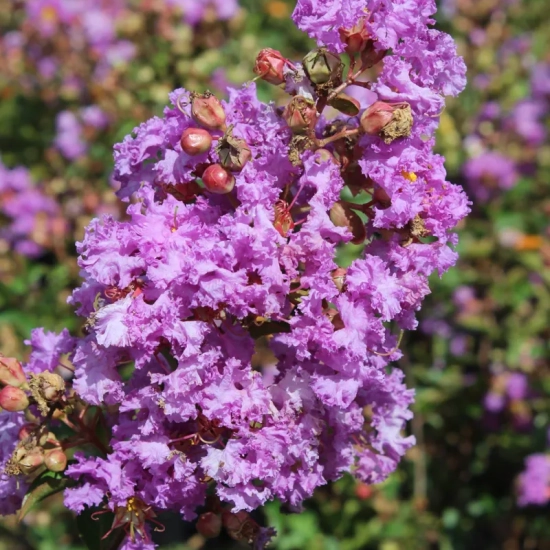 Lilas des indes 'Sweet lavender'
