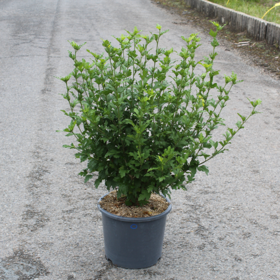 Althéa 'Oiseau bleu'