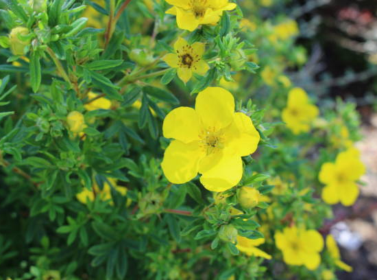 Potentille 'Double punch gold'