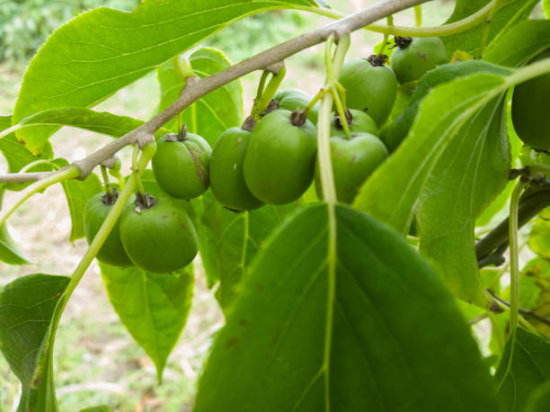 Kiwi 'Issai autofertile'