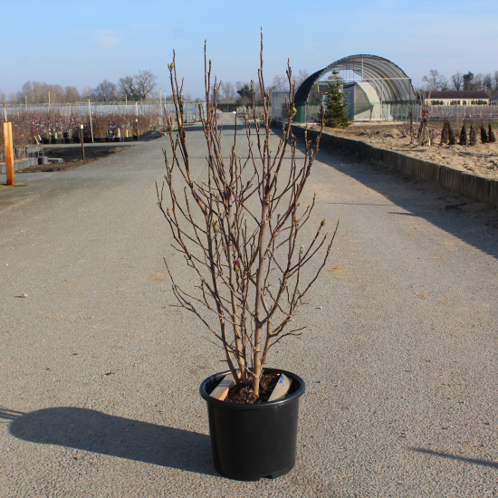 Magnolia de soulange