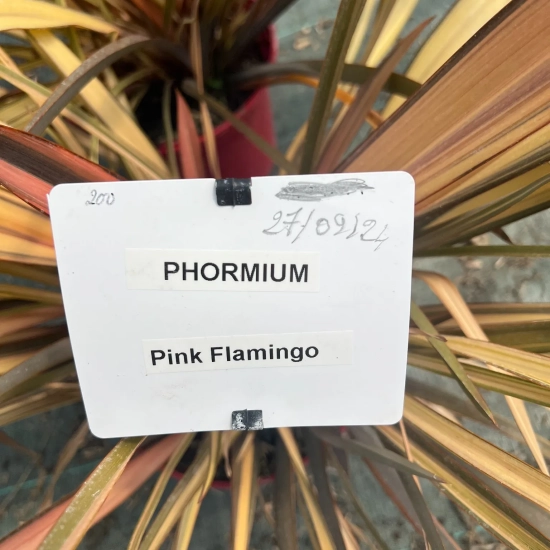 Phormium 'Pink flamingo'