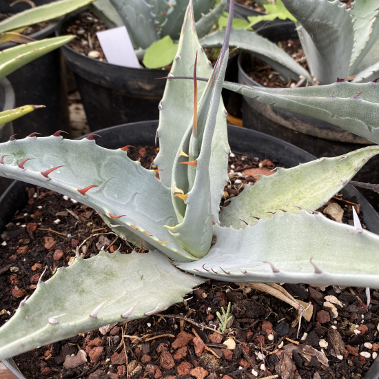 Agave  asperrima 'Maderensis'