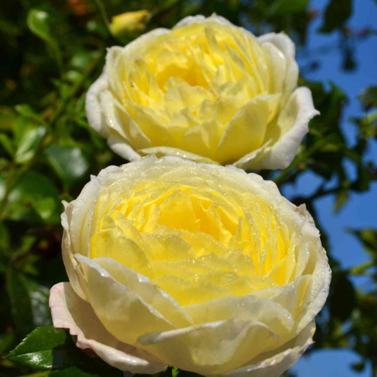 Rosier 'Amnesty international'