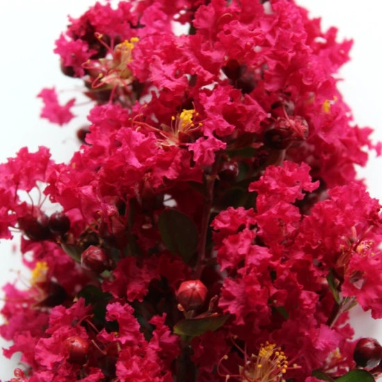 Lilas des indes 'Red imperator'