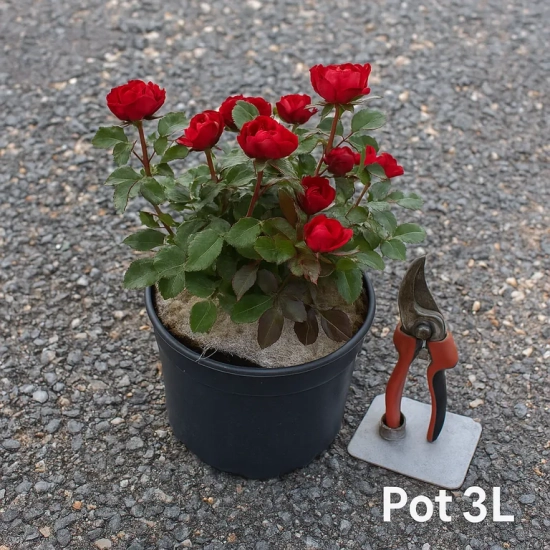 Rosier 'Zepeti'