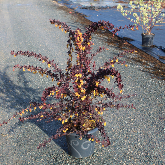 Épine-vinette 'Auricoma'