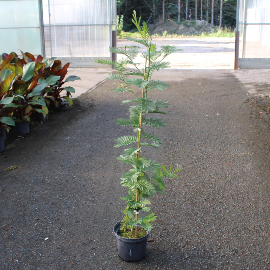 Mimosa d'hiver 'Gaulois astier'