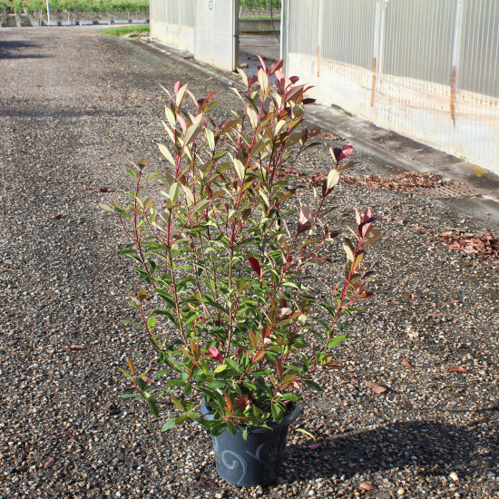 Photinia Fraseri Carré Rouge