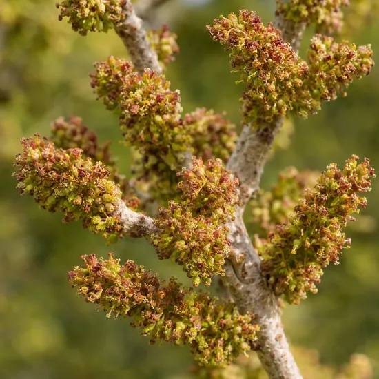 Pistachier vrai 'C-special' (Pistacia vera) — gros plan sur inflorescences denses sur rameau