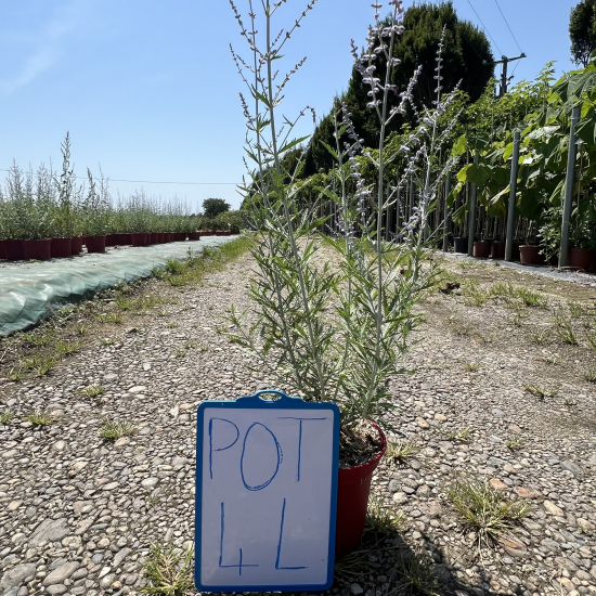 Sauge de sibérie 'Blue spire'