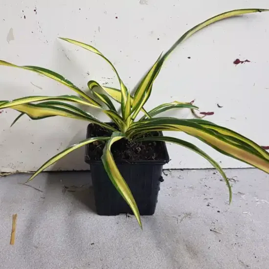 Yucca 'Color guard' (Yucca filamentosa) — jeune plant à longues feuilles panachées en pot · Godet