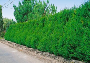 Thuya géant 'Atrovirens'