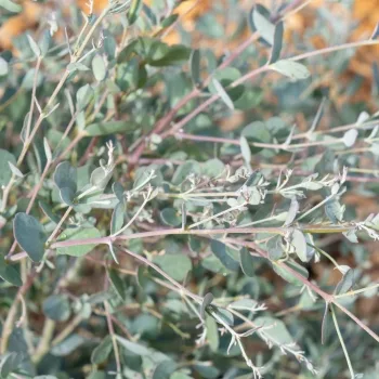 Petit eucalyptus 'Mina'