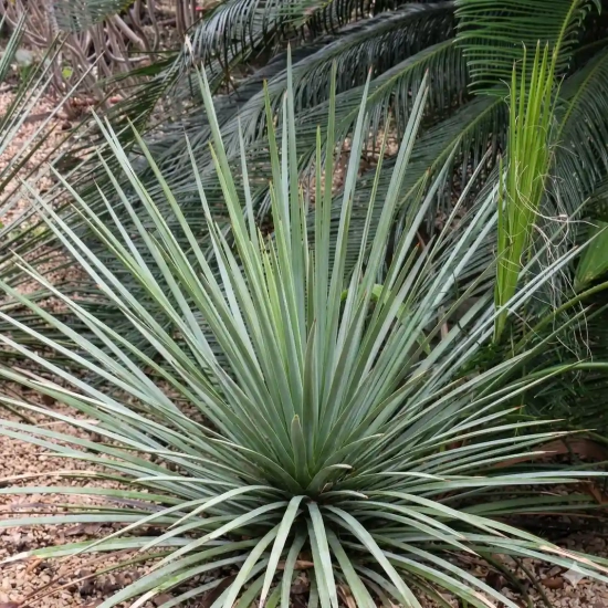 Agave à feuilles striées 'Falcata blue'