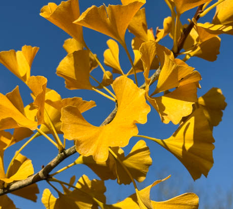 Arbre aux quarante écus 'Fastigiata gold flame'