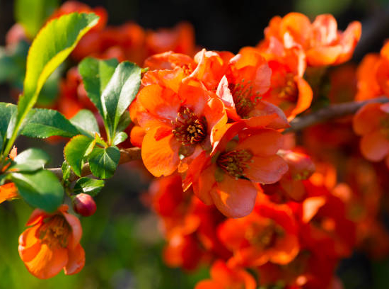 Cognassier à fleurs 'Mango storm'
