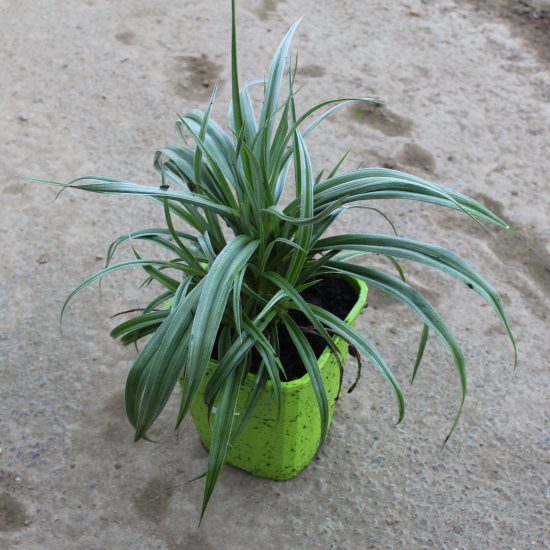 Astelia 'Silver shadow'