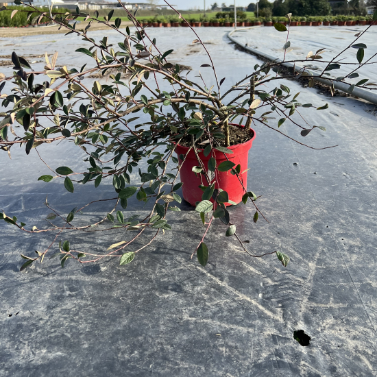 Cotonéaster laiteux