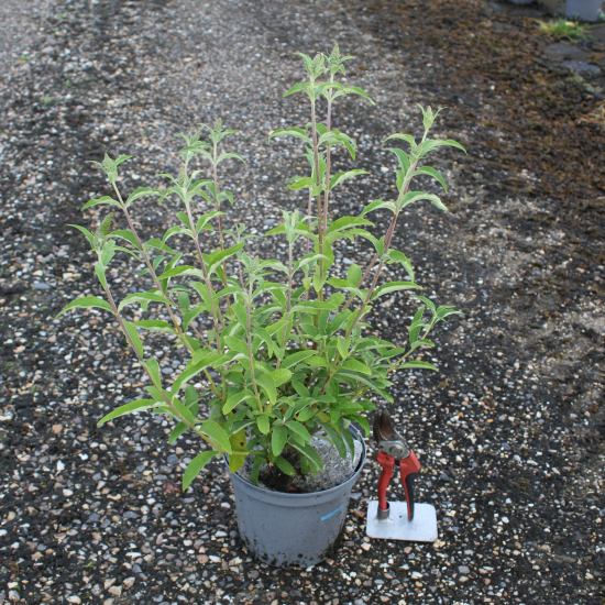 Arbre aux papillons 'bleu empereur'