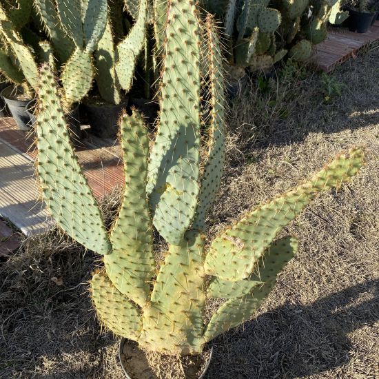 Opuntia  linguiformis