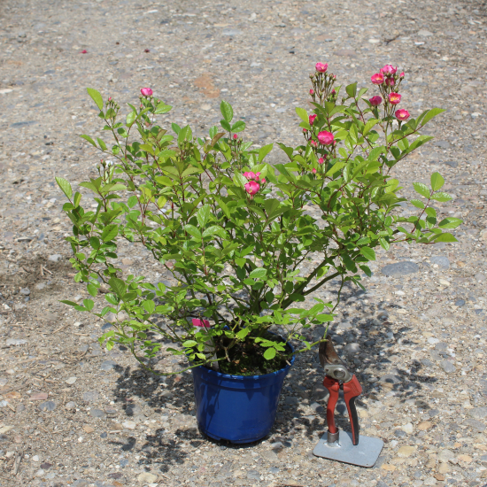 Rosier 'Bicolore vissegam'