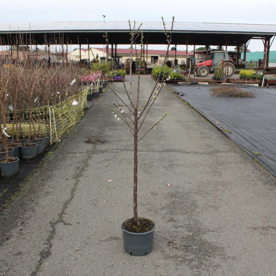 Prunier 'Reine claude doree'