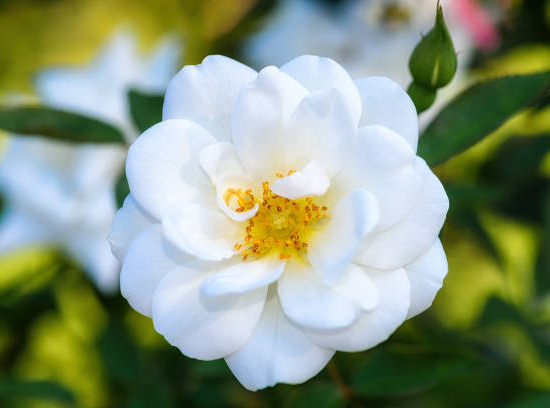 Rosier 'Opalia noaschnee '