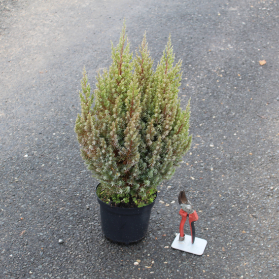 Genévrier de Chine Stricta, Genévrier de Chine colonnaire