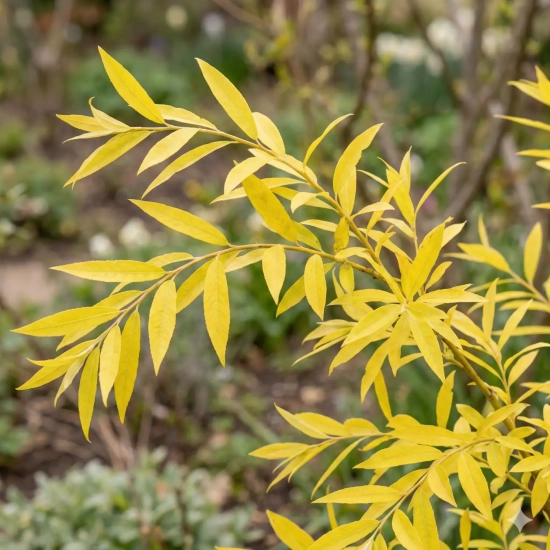 Saule des sakhalines 'Golden sunshine'