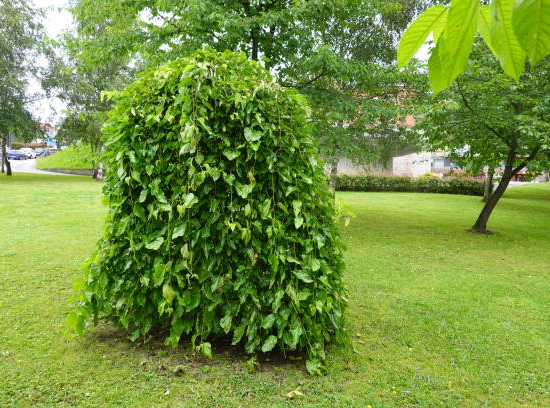 Mûrier pleureur 'Pendula'