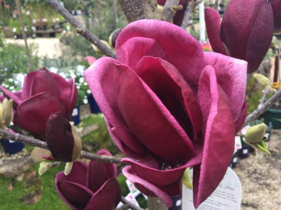 Magnolia 'Genie'