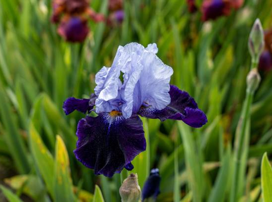 Iris d'allemagne 'Autumn circus bleu'