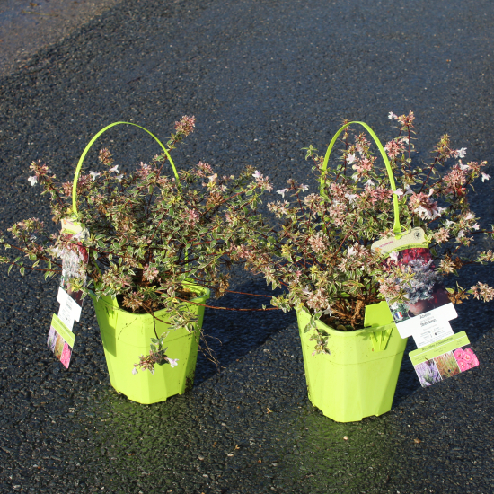 Abelia à grandes fleurs Stereden