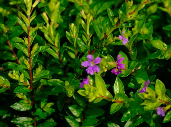 Cuphea 'Rubra'